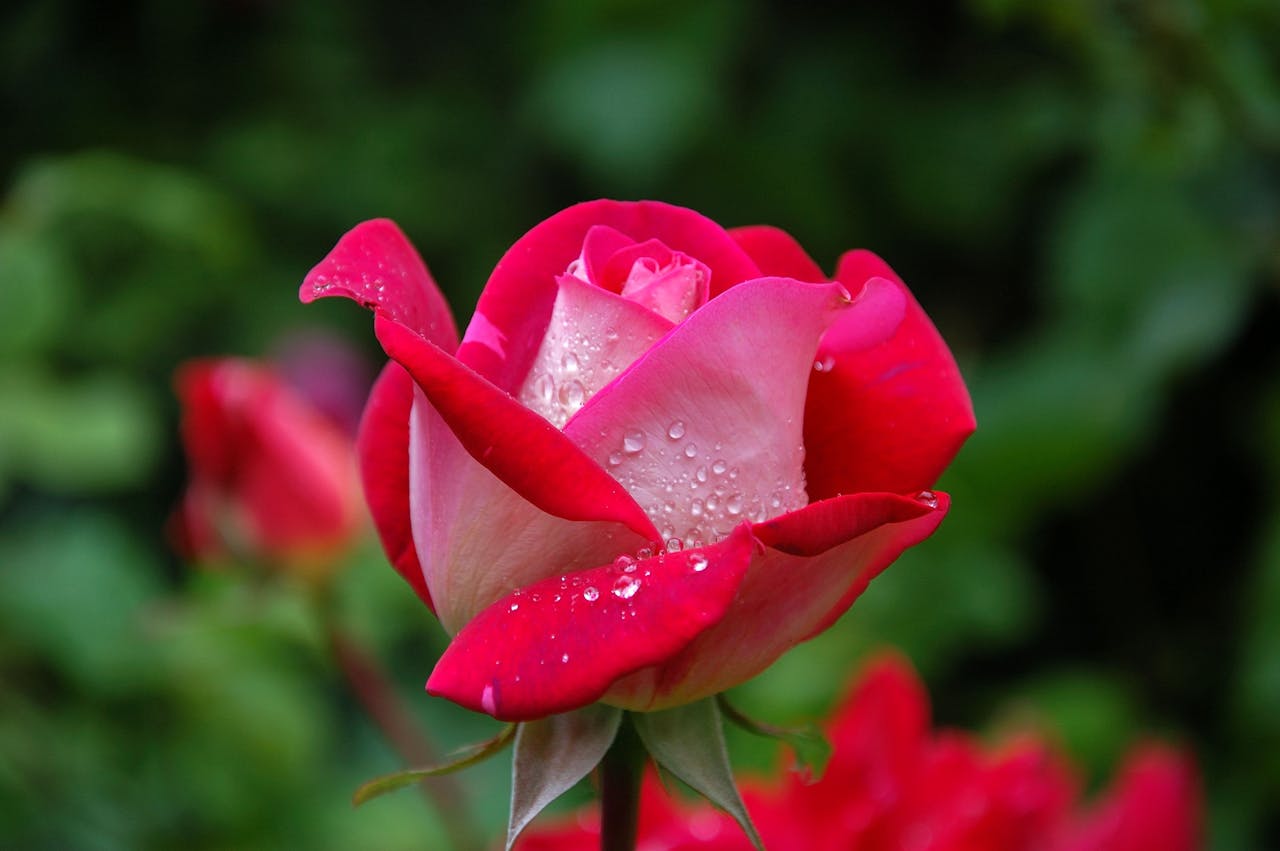 garden-rose-red-pink.jpg